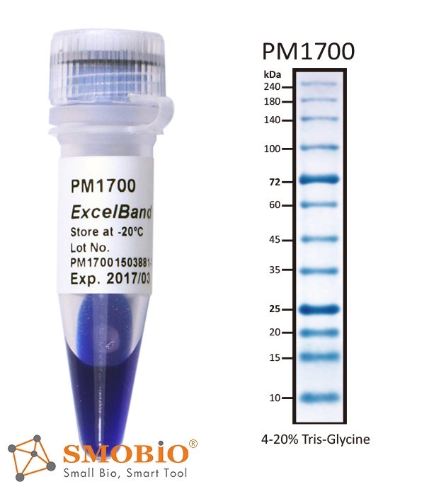 SMOBIO ExcelBand Protein Markers All Blue Broad Range Plus Protein