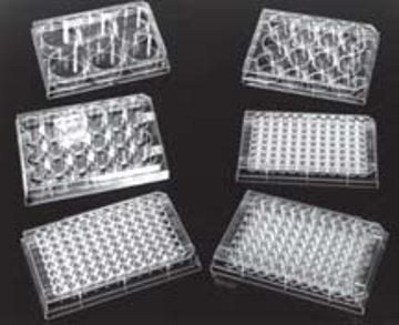 Picture of Sterile, 24-Well Treated Tissue Culture Plate