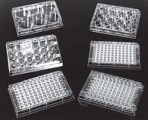 Picture of 6-Well Treated Tissue Culture Plate