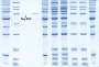 Picture of National Diagnostics ProtoBlue Safe Protein Stain, 4 liter