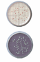 Picture of Advantec - Sterile MCE 0.80µm, Black, Grid, Continuous Feed Filter Membranes for Dispensers.