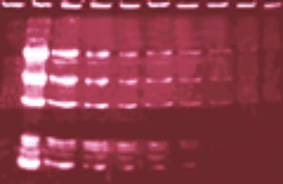 Picture of National Diagnostics - Insite System for Protein Detection 