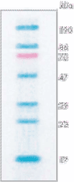 Picture of ProtoMarkers (Proteins stained with dye)