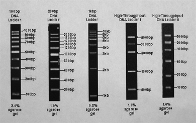 Picture for category DNA Ladders with Loading Dye