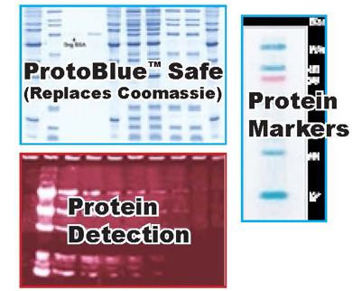 Picture for category Stains, Markers, Dyes, Western Blot for Proteins