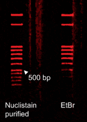 Picture for category Stains for Nucleic Acids