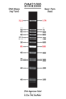 Picture of SMOBIO (TrueBio) ExcelBand™ - 100bp DNA Ladder, Ready-to-use, 100 loadings (DM2100)