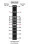 Picture of SMOBIO ExcelBand™ - 100bp + 3K DNA Ladder, Ready-to-use, 100 loadings (DM2300)