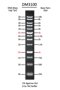 Picture of SMOBIO (TrueBio) ExcelBand™ - 1 Kb (0.25-10 kb) DNA Ladder, Ready-to-use, 100 loadings (DM3100)