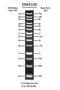 Picture of SMOBIO ExcelBand™ - XL 25 kb DNA Ladder, Broad Range (up to 25 kb), Ready-to-use, 100 Loadings (DM4100)