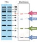 Picture of YesBlot™ Western Markèr I (10- 200kDa), 50 applications