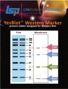 Picture of YesBlot™ Western Markèr I (10- 200kDa), 50 applications