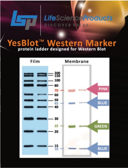 Picture of YesBlot™ Western Markèr I (10- 200kDa), 50 applications