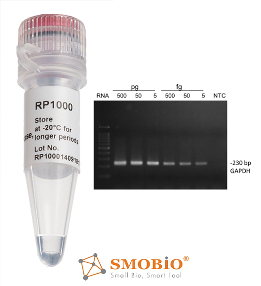 Picture of RP1000, ExcelRT Reverse Transcriptase (M-MLV), 20,000 U, 200 U/µl