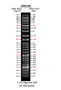 Picture of SMOBIO ExcelBand™ - Specialized DNA Ladder, Super Range, (50 bp ~ 25 kb), Ready-to-use, 100 Loadings (DM5100)