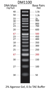 Picture of SMOBIO AccuBand™ 50 bp DNA Ladder II (13 fragments), Ready-to-use, 100 loadings (DM1200)