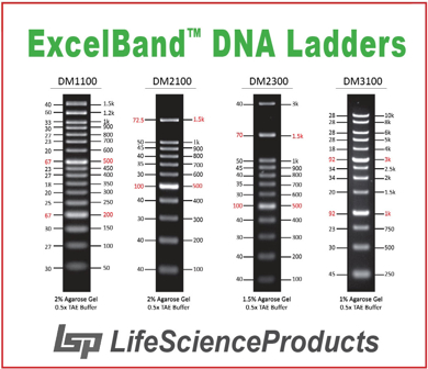 Picture for category ExcelBand™ DNA Ladders (Most Popular)