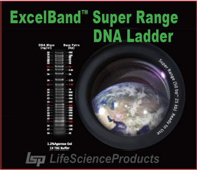 Picture for category ExcelBand™ Specialized Super Range DNA Ladder