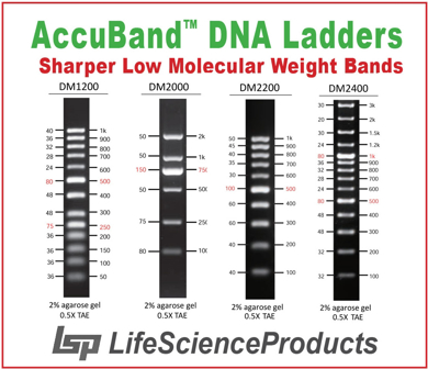 Picture for category AccuBand™ DNA Ladders (Sharper Low MW Bands)