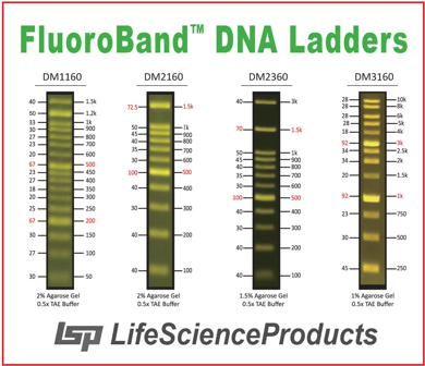 Picture for category FluoroBand™ Fluorescent DNA Ladders (High Sensitivity)