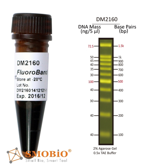 Picture of SMOBIO (TrueBio) FluoroBand™ - 100bp DNA Fluorescent Ladder, Ready-to-use, 100 loadings (DM2160)