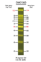 Picture of SMOBIO (TrueBio) FluoroBand™ - 100bp DNA Fluorescent Ladder, Ready-to-use, 100 loadings (DM2160)