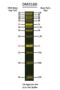 Picture of SMOBIO (TrueBio) FluoroBand™ - 1kB DNA Fluorescent Ladder, Ready-to-use, 100 loadings (DM3160)