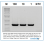 Picture of Accuris, One-Step RT-PCR Kits