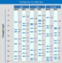 Picture of  Q-PAGE™ Precast Gels - Bis-Tris or TGN, Mini or Midi, 12 or 15 well, Fixed or Gradient