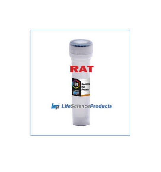 Picture of IBI Sci. - Recombinant Rat IL-13 Protein - 13.3 kDa Molecular Weight