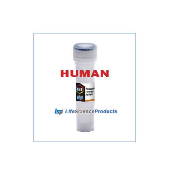 Picture of IBI Sci. - Recombinant Human IL-19 Protein - 17.8 kDa Molecular Weight