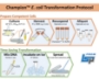 Picture of Smobio (aka TrueBio), Champion E. coli Transformation Kit, 200 reactions/kit - FAST and EASY -