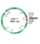 Picture of SMOBio (aka TrueBio), GetClone PCR Cloning Vector II, 20 reactions