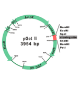 Picture of SMOBio (aka TrueBio), GetClone PCR Cloning Vector II, 20 reactions