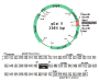 Picture of SMOBio (aka TrueBio), GetClone PCR Cloning Vector II, 20 reactions