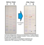 Picture of Accuris™ SmartCheck Protein Markers, 500ul/unit (100 lanes), Ready-to-Use