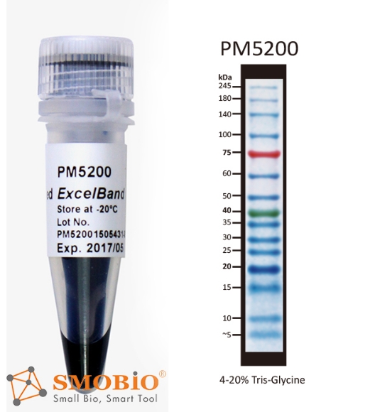 Picture of PM5200, (2x250µl) SMOBIO ExcèlBand™ - 3 Color, 15 Pre-Stained Protèin Laddèr, Low Range (3.5-245 kDa)