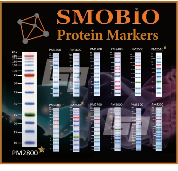 Picture of SMOBIO (aka TrueBio) - Protein Markers / Ladders, Ready-to-Use