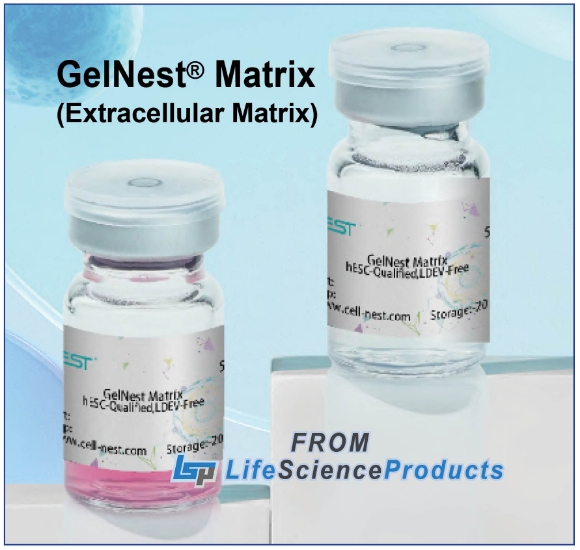 Picture of NEST GelNest Matrix, with Phenol Red, Growth Factor Normal, LDEV-Free, 5ml/bottle, 1 bottle/bag